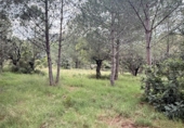 Terreny no urbanitzable en venda a Onda ref.: TR396228 foto