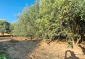 Rural estate for sale in Huesca ref: TR396262 photo