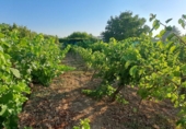 Rural estate for sale in Huesca ref: TR396262 photo