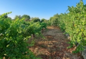 Rural estate for sale in Huesca ref: TR396262 photo