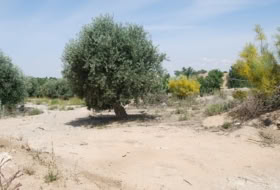 Cobisa 623&nbsp;m² 
