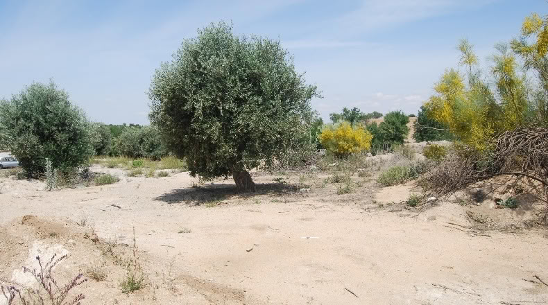 Toledo - Cobisa - 623m2