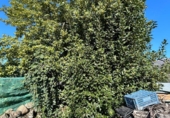 Country house with land for sale on España, Casas del Castañar, ref: TR397102 photo
