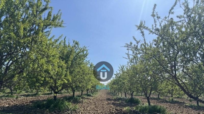 Toledo - Herreruela de Oropesa - 107299m2
