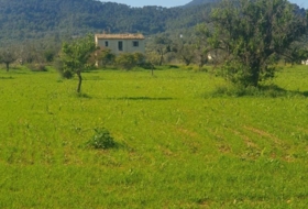 Binissalem 27490&nbsp;m² 