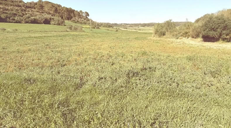 Балеарские острова - Сан-Лоренсо-дель-Кардессар - 21414m2