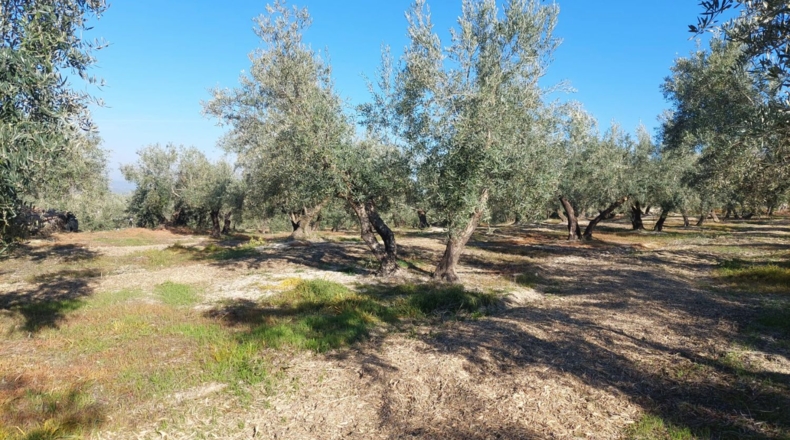 Jaén - Quesada - 33m2