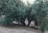 Terreno no urbanizable en venta en Deifontes ref: TR396487 foto
