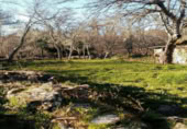 Casa de piedra con terreno en venta en la Calle Cobreros, San Román de Sanabria, ref: TR396533 foto