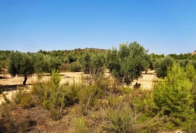 Batea 53800&nbsp;м²