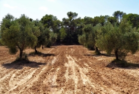 Batea 53800&nbsp;м²