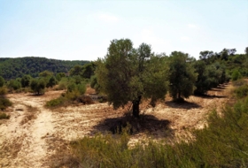 Batea 53800&nbsp;м²