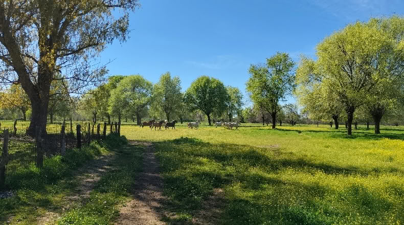 Comunidad de Madrid - Aldea del Fresno - 450000m2
