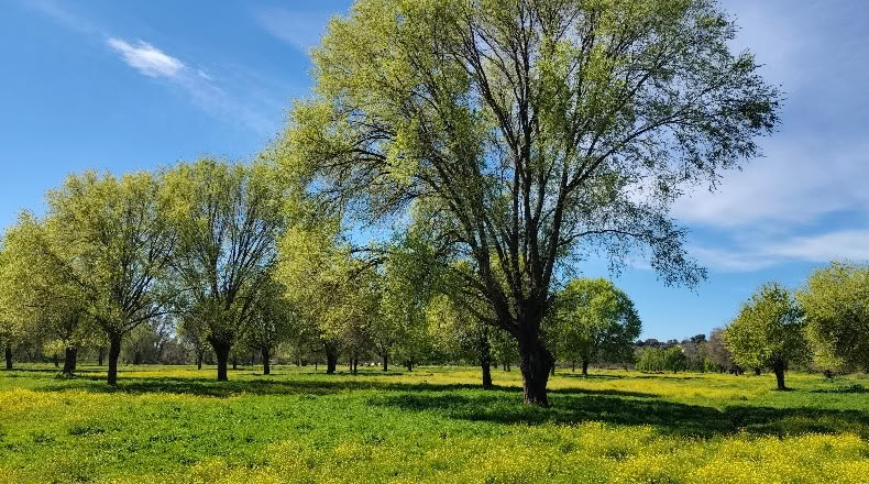 Comunidad de Madrid - Aldea del Fresno - 450000m2