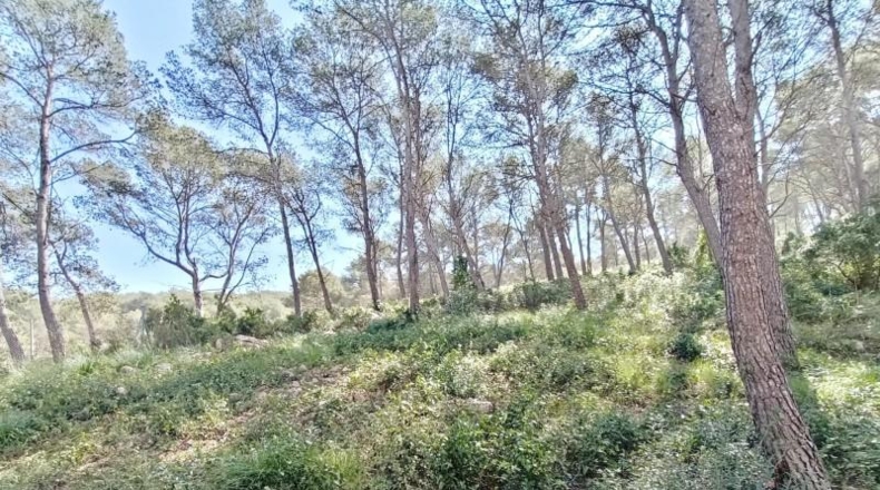 Barcelona - Canyelles - 600m2
