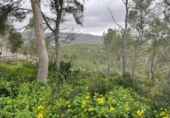 Land suitable for development for sale on España, Canyelles, ref: TR396898 photo