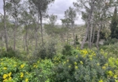 Land suitable for development for sale on España, Canyelles, ref: TR396898 photo