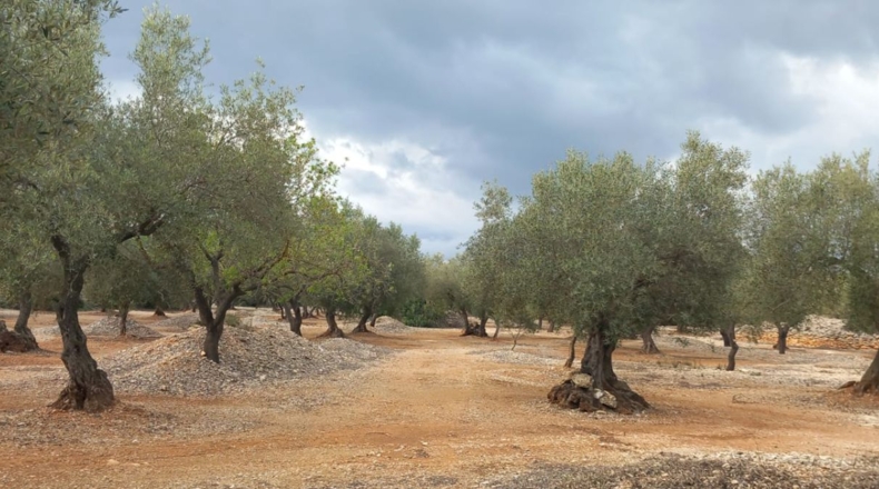 Castellon - San Rafael del Río - 66123m2