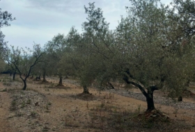 Sant Rafel del Riu 66123&nbsp;m² 