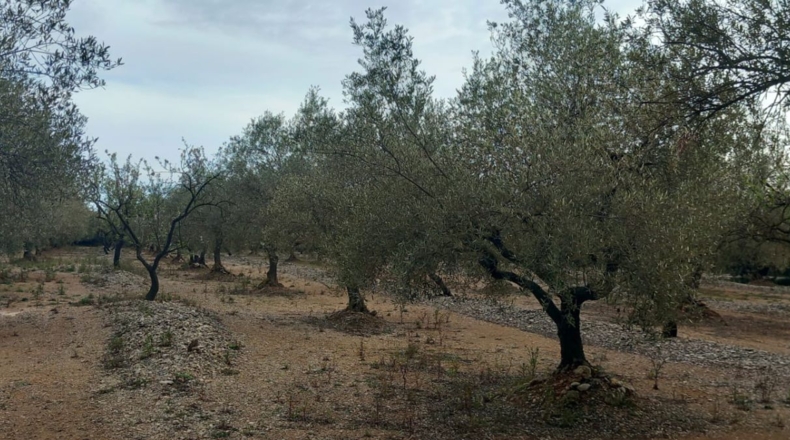 Castellon - San Rafael del Río - 66123m2