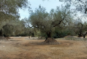 Sant Rafel del Riu 66123&nbsp;m² 