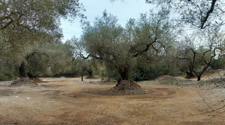 Castellon - San Rafael del Río - 66123m2