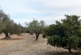Sant Rafel del Riu 66123&nbsp;m² 