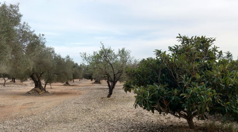 Castellon - San Rafael del Río - 66123m2