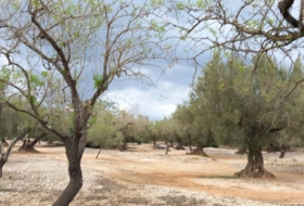 Sant Rafel del Riu 66123&nbsp;m² 