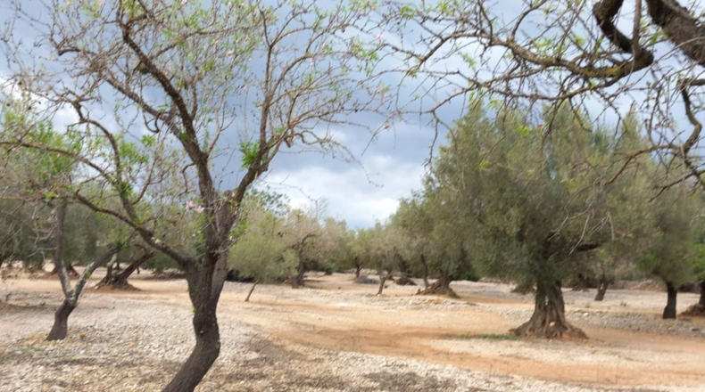 Castellon - San Rafael del Río - 66123m2