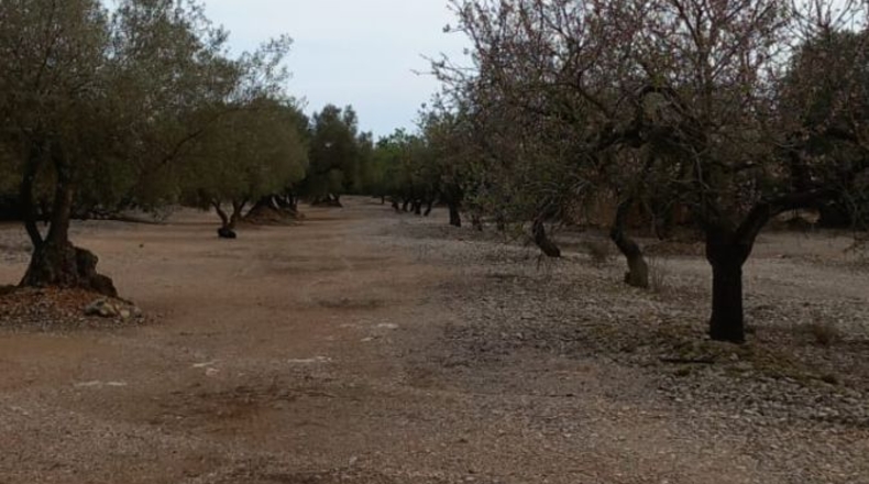 Castellon - San Rafael del Río - 66123m2