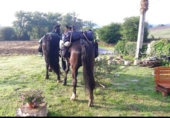 Finca rústica en venta en la España, San Miguel de Meruelo, ref: TR396854 foto