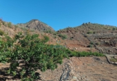 Finca rústica en venta en San Bartolomé de Tirajana ref: TR396835 foto