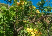 Finca rústica en venta en San Bartolomé de Tirajana ref: TR396835 foto