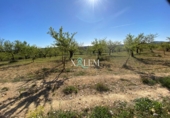 Xalet independent amb terreny en venda a Vilanova d'Alcolea ref.: TR396831 foto