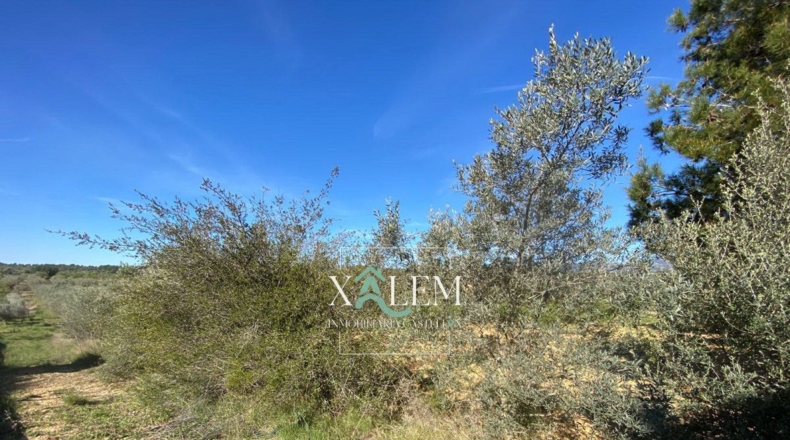Castellón - Villanueva de Alcolea - 11404m2