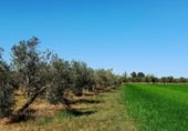 Non-developable land for sale on Calle del Seis de Junio, Valdepeñas, ref: TR386339 photo