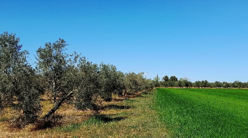 Ciudad Real - Valdepeñas - 8000m2