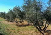 Non-developable land for sale on Calle del Seis de Junio, Valdepeñas, ref: TR386339 photo