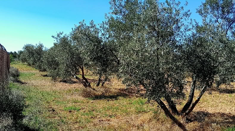 Ciudad Real - Valdepeñas - 8000m2