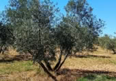 Non-developable land for sale on Calle del Seis de Junio, Valdepeñas, ref: TR386339 photo
