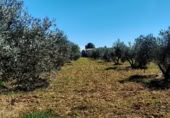 Non-developable land for sale on Calle del Seis de Junio, Valdepeñas, ref: TR386339 photo