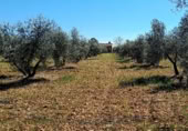 Non-developable land for sale on Calle del Seis de Junio, Valdepeñas, ref: TR386339 photo