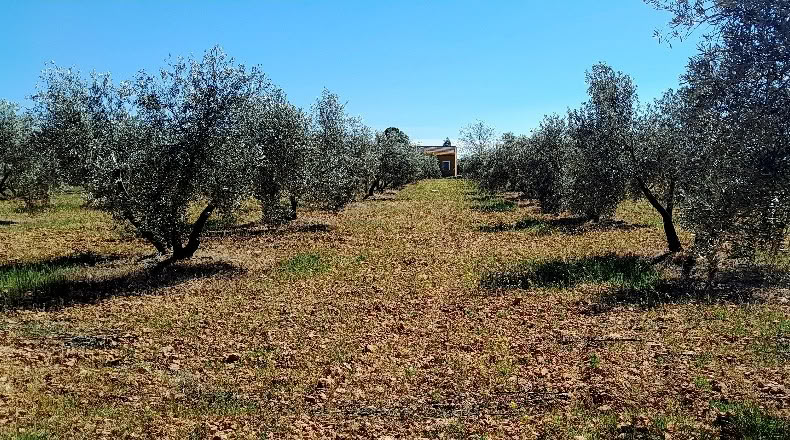 Ciudad Real - Valdepeñas - 8000m2