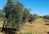 Non-developable land for sale on Calle del Seis de Junio, Valdepeñas, ref: TR386339 photo