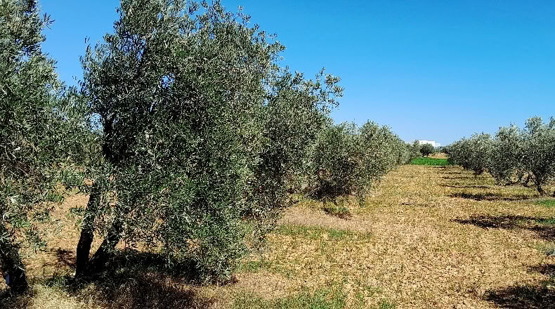 Ciudad Real - Valdepeñas - 8000m2