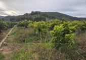 Non-developable land for sale on España, L'Alqueria de la Comtessa, ref: TR401557 photo