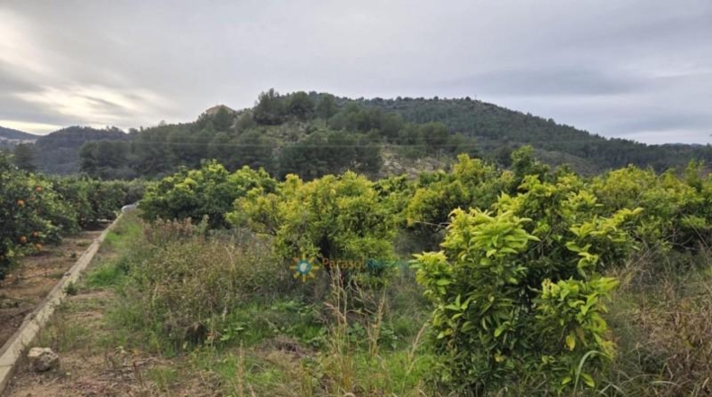 Valencia - Alquería de la Condesa - 2664m2