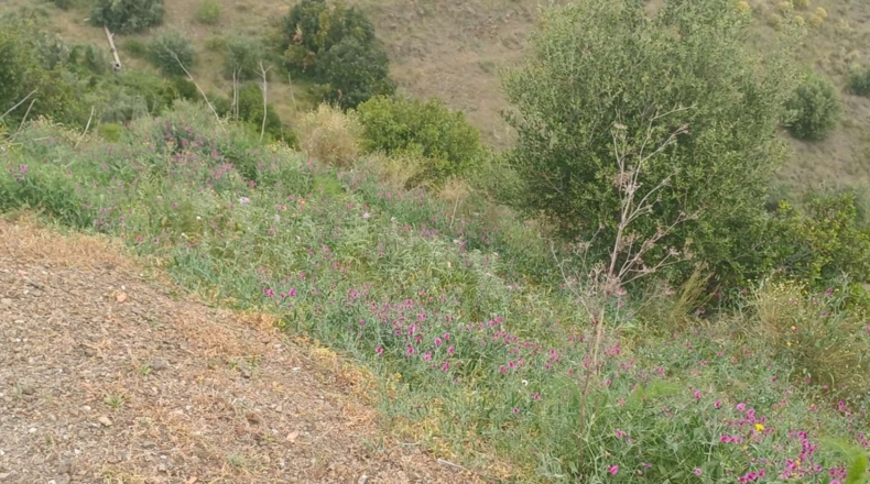 Malaga - Almáchar - 8500m2
