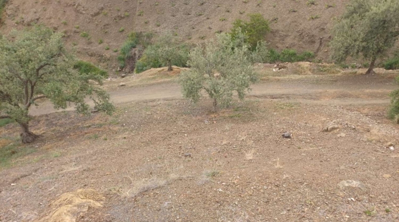 Malaga - Almáchar - 8500m2